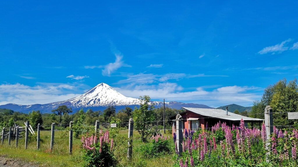 Volcanoes and Araucarias